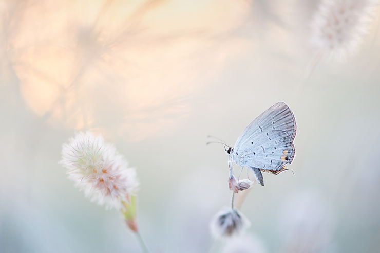 Butterfly sitting on a flower